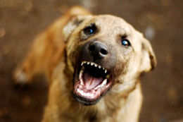 animal bites environmental health macon county nc north carolina