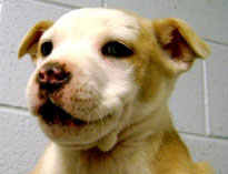 Macon County Animal Services
